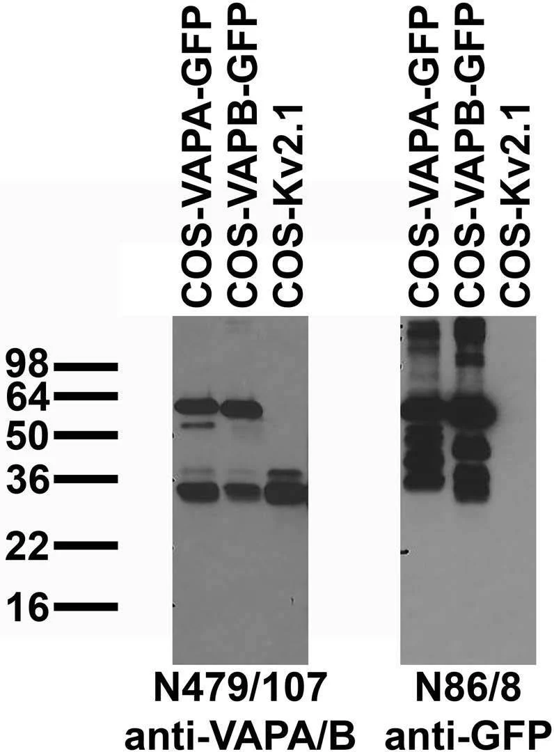 Anti-VAPA/B Antibody