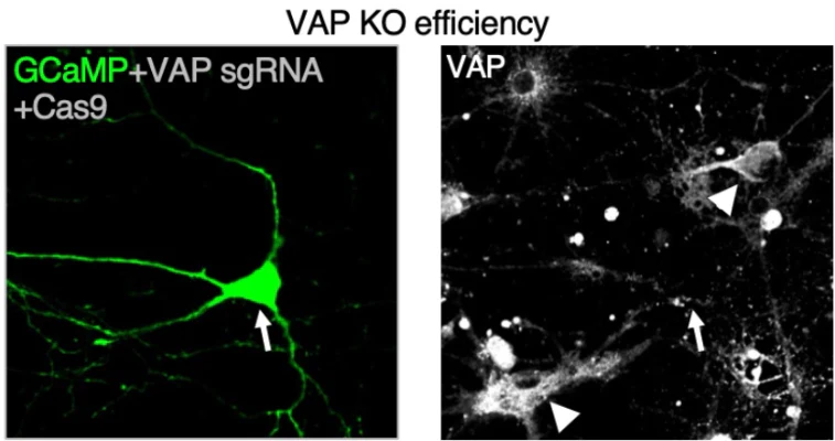 Anti-VAPA/B Antibody - Image 2