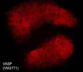 Anti-VASP (C-terminal region) Antibody - Image 2