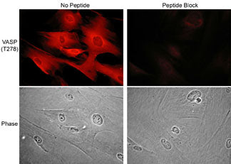 Anti-VASP (Thr-278), Phosphospecific Antibody - Image 2