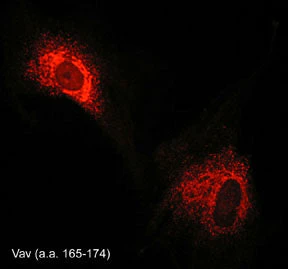 Anti-Vav2 Antibody - Image 2