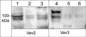 Anti-Vav2 Antibody