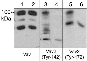 Anti-Vav2 (Tyr-142) [conserved site], Phosphospecific Antibody