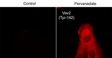 Anti-Vav2 (Tyr-142) [conserved site], Phosphospecific Antibody - Image 2