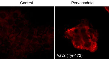 Anti-Vav2 (Tyr-172) [conserved site], Phosphospecific Antibody - Image 2