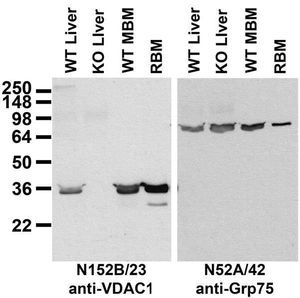 Anti-VDAC1 Antibody