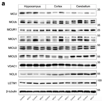 Anti-VDAC1 Antibody - Image 4