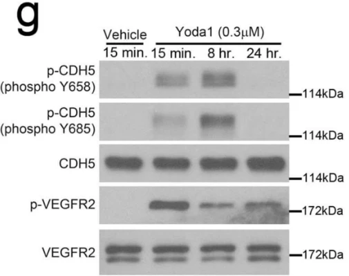 Anti-VE-Cadherin (Tyr-685), Phosphospecific Antibody - Image 2