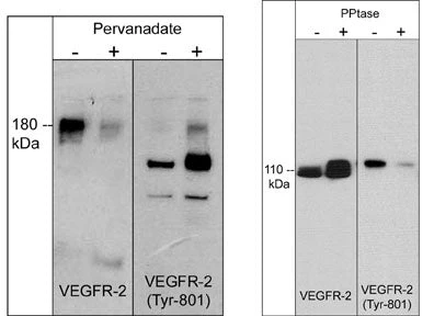 Anti-VEGFR-2 Antibody - Image 2
