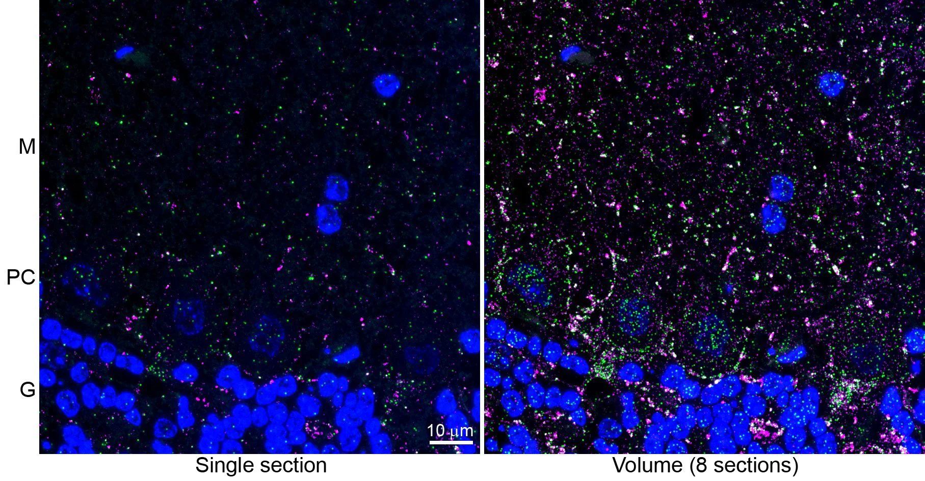 Anti-VGAT Antibody
