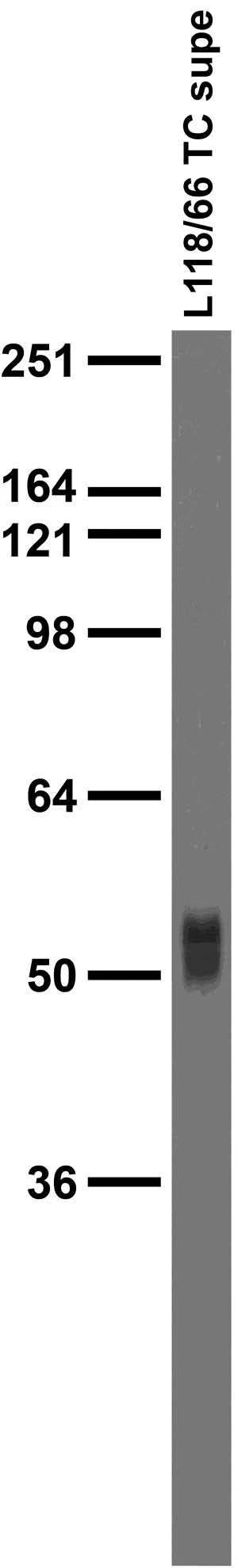 Anti-VGAT Antibody - Image 4