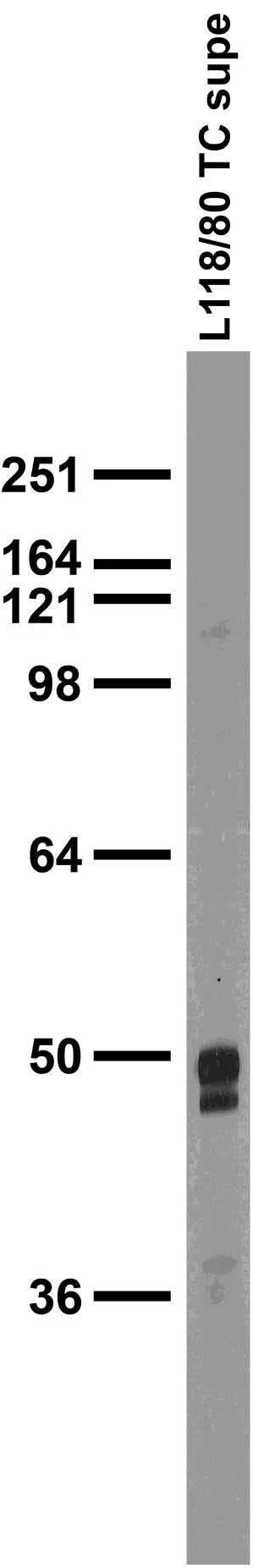 Anti-VGAT Antibody - Image 4