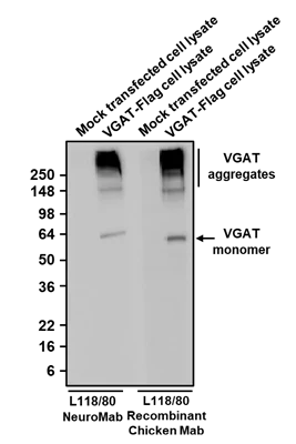 Anti-VGAT Recombinant Chicken Chimeric mAb - Image 3