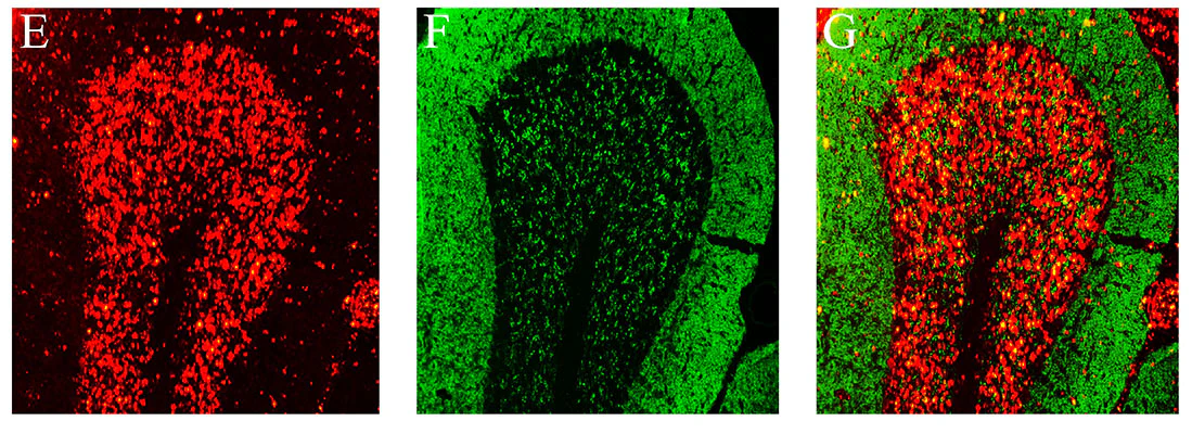 Anti-VGlut1 Antibody