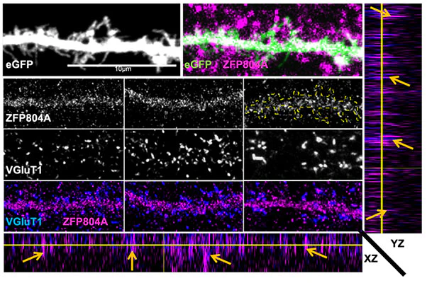 Anti-VGlut1 Antibody - Image 12