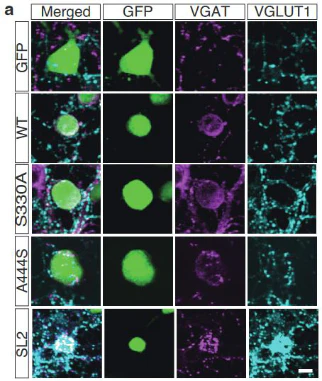Anti-VGlut1 Antibody - Image 2