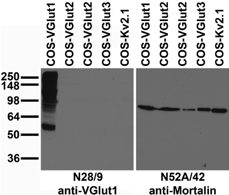 Anti-VGlut1 Antibody - Image 3