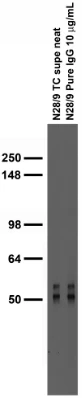 Anti-VGlut1 Antibody - Image 4