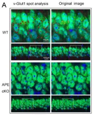 Anti-VGlut1 Antibody - Image 7