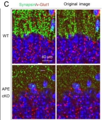 Anti-VGlut1 Antibody - Image 8
