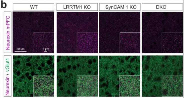 Anti-VGlut1 Antibody - Image 9