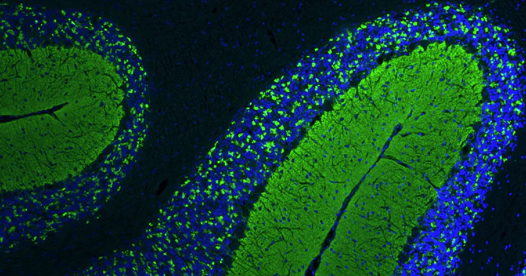 Anti-VGlut1 Recombinant Chicken Chimeric mAb