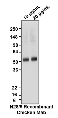 Anti-VGlut1 Recombinant Chicken Chimeric mAb - Image 2