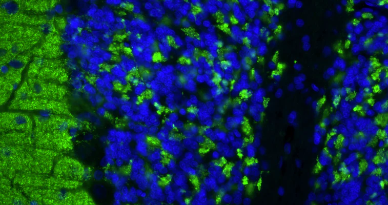 Anti-VGlut1 Recombinant Chicken Chimeric mAb - Image 3