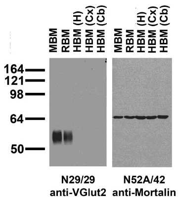 Anti-VGlut2 Antibody - Image 2
