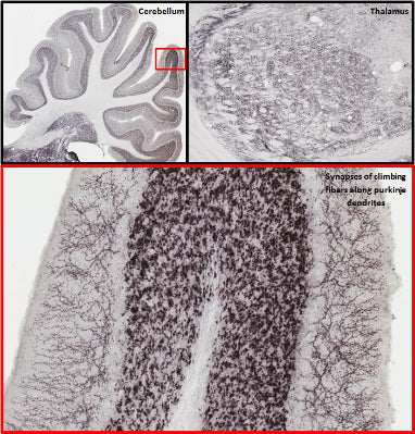 Anti-VGlut2 Antibody - Image 4