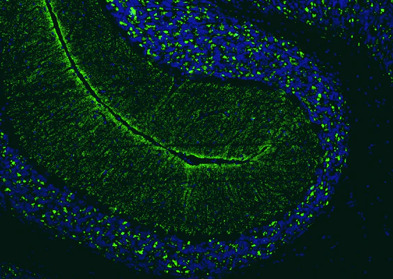 Anti-VGlut2 Recombinant Chicken Chimeric mAb