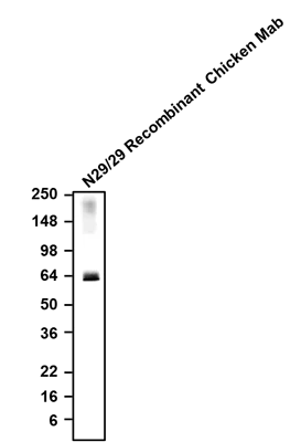 Anti-VGlut2 Recombinant Chicken Chimeric mAb - Image 2