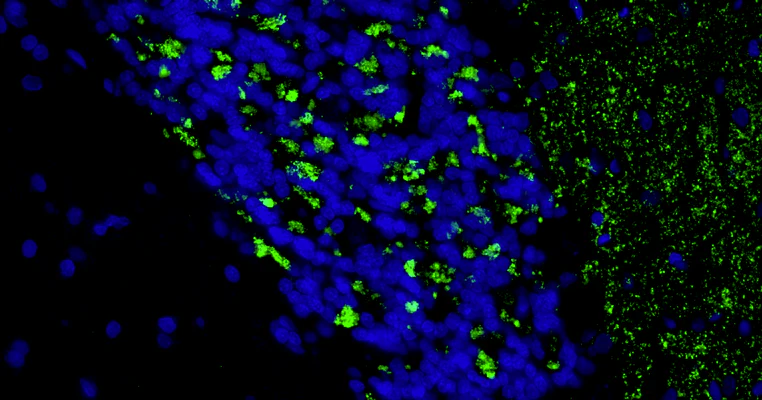Anti-VGlut2 Recombinant Chicken Chimeric mAb - Image 3