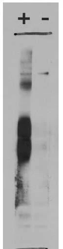 Anti-VGlut3 Antibody - Image 2
