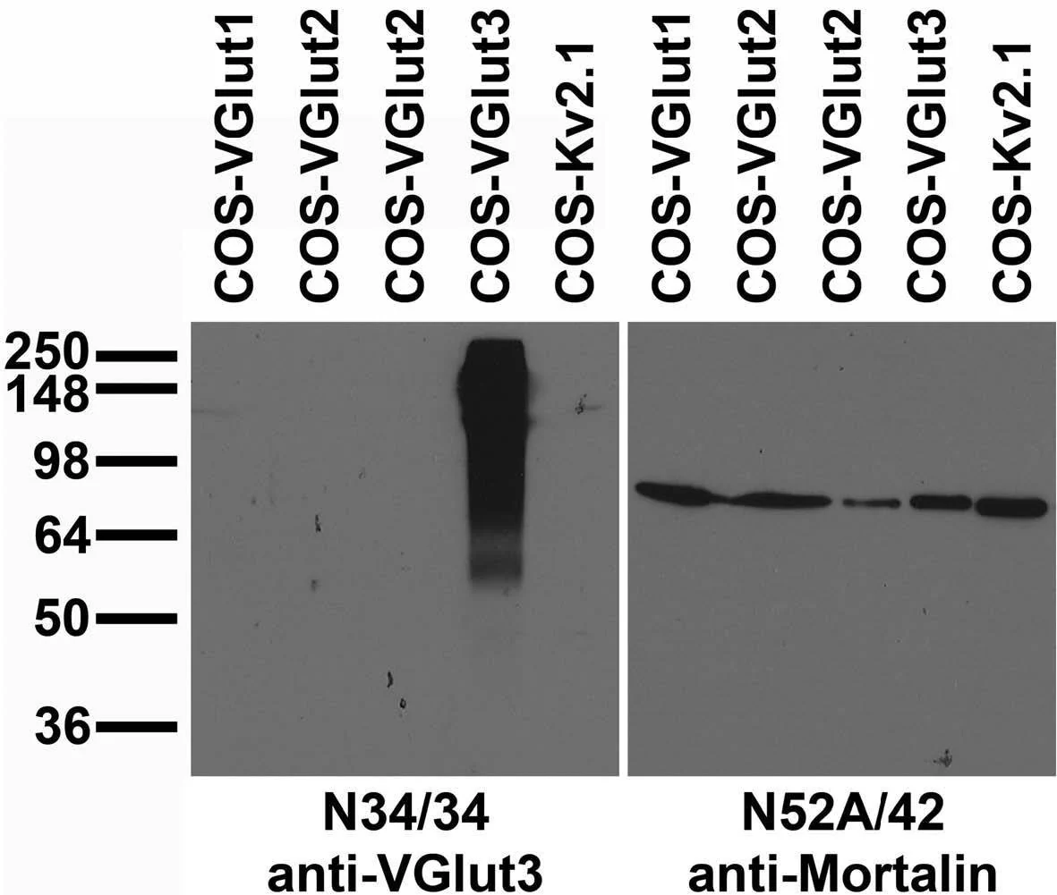 Anti-VGlut3 Antibody - Image 3
