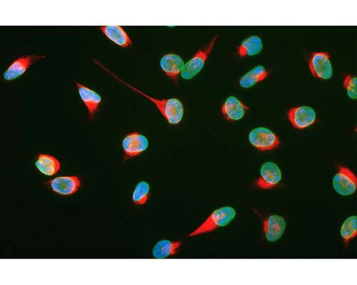 Anti-Vimentin Antibody - Image 2