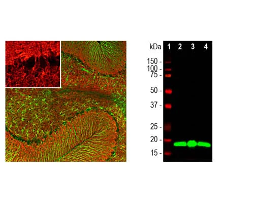 Anti-Visinin-like protein 1 (VLP-1) Antibody - Image 3