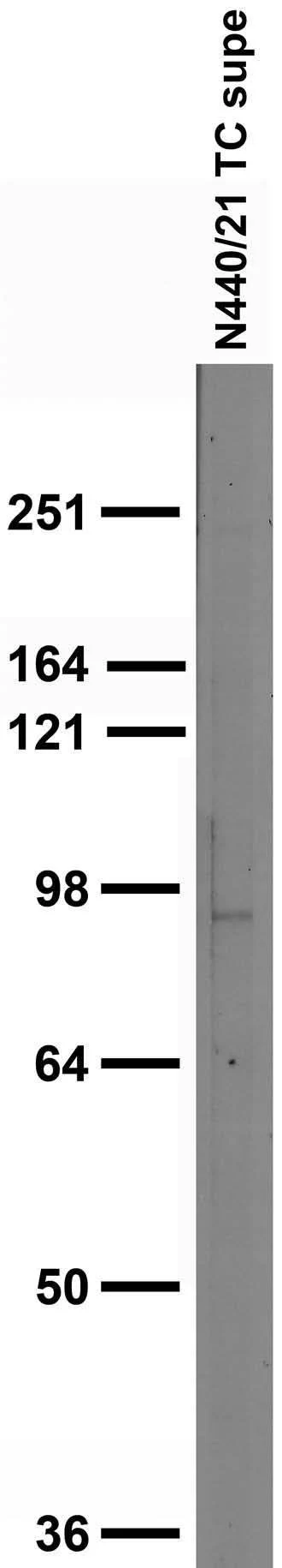 Anti-VMAT1 Antibody - Image 2