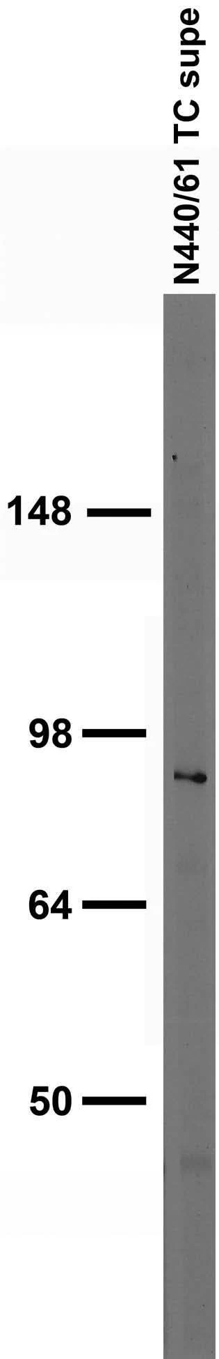Anti-VMAT1 Antibody - Image 2