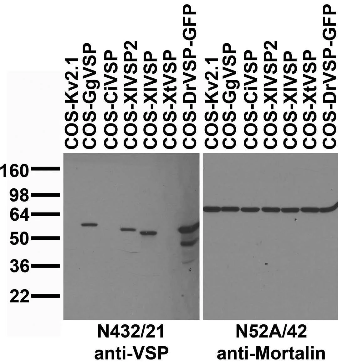Anti-VSP/TPTE Antibody