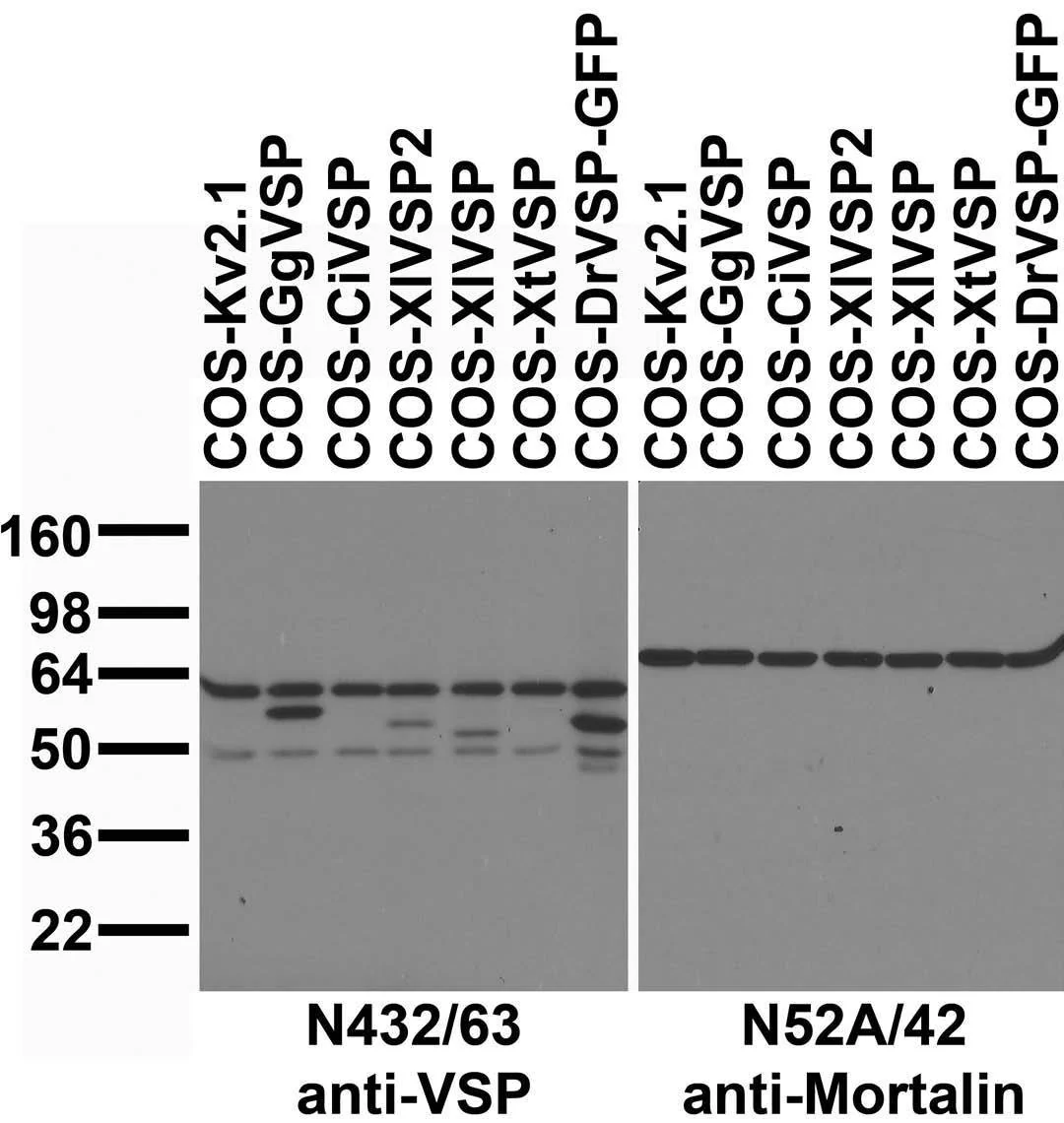 Anti-VSP/TPTE Antibody