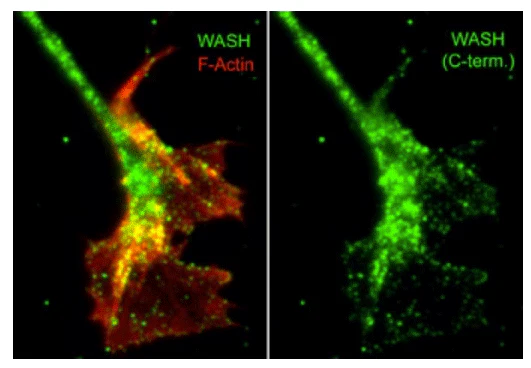 Anti-WASH (C-terminal region) Antibody
