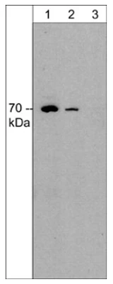 Anti-WASH (C-terminal region) Antibody - Image 2