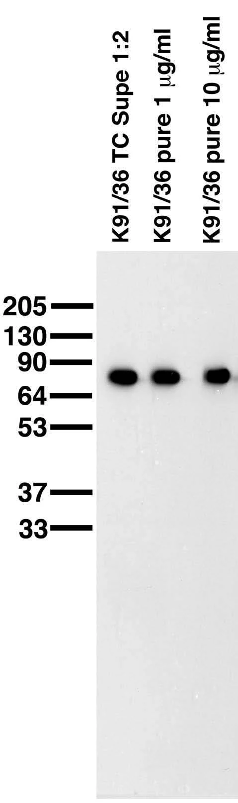 Anti-WAVE1/SCAR Antibody - Image 2