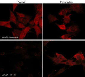 Anti-WAVE1 (Tyr-125), Phosphospecific Antibody - Image 2