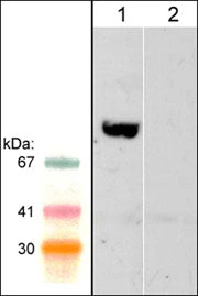 Anti-WAVE2 (Central region) Antibody