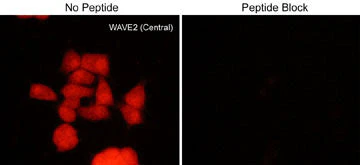 Anti-WAVE2 (Central region) Antibody - Image 2