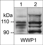 Anti-WWP1 (N-terminus) Antibody