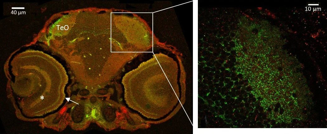 Anti-Zebrafish PSD Marker Antibody