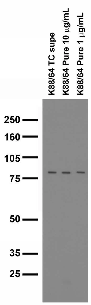 Anti-Zinedin Antibody - Image 2